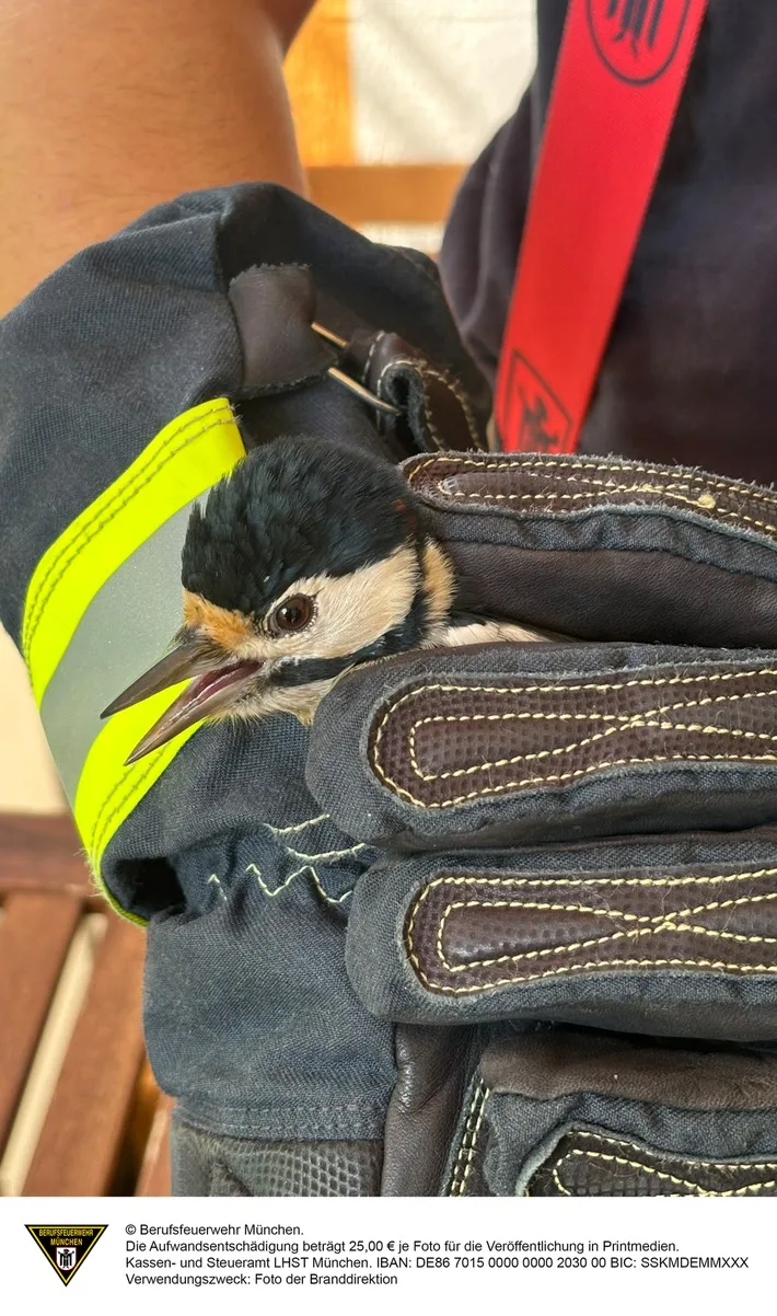 Buntspecht gerettet: Feuerwehr befreit Vogel aus Fassade in Neuperlach