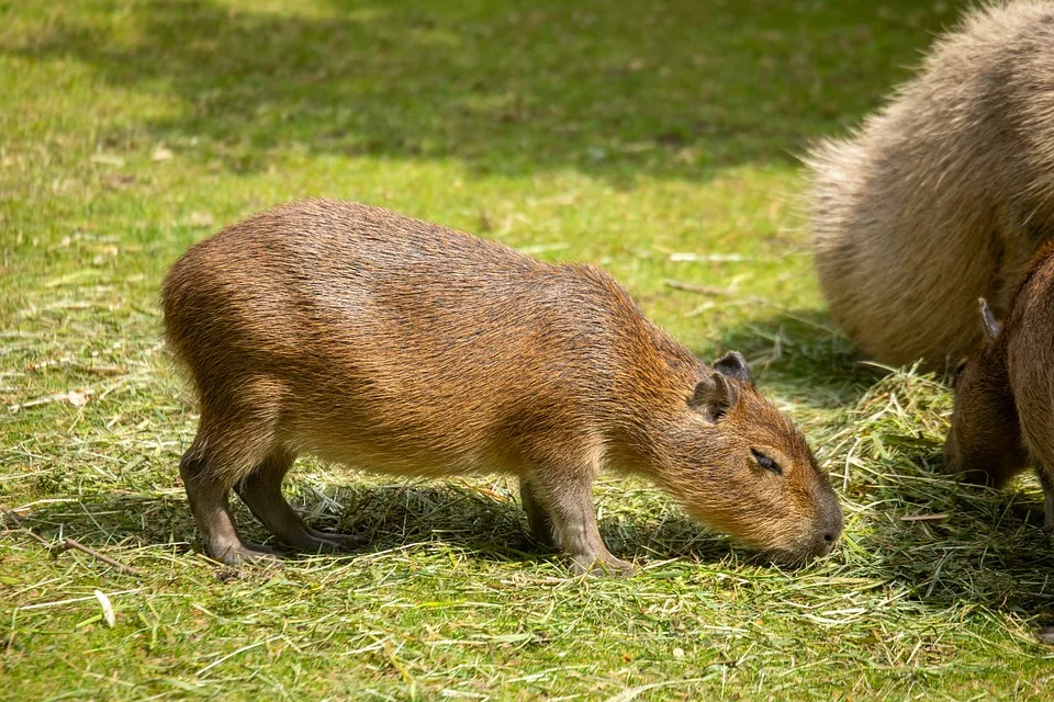 Cinnamon das Capybara: Auf der Flucht! Zoo bittet um Hilfe!