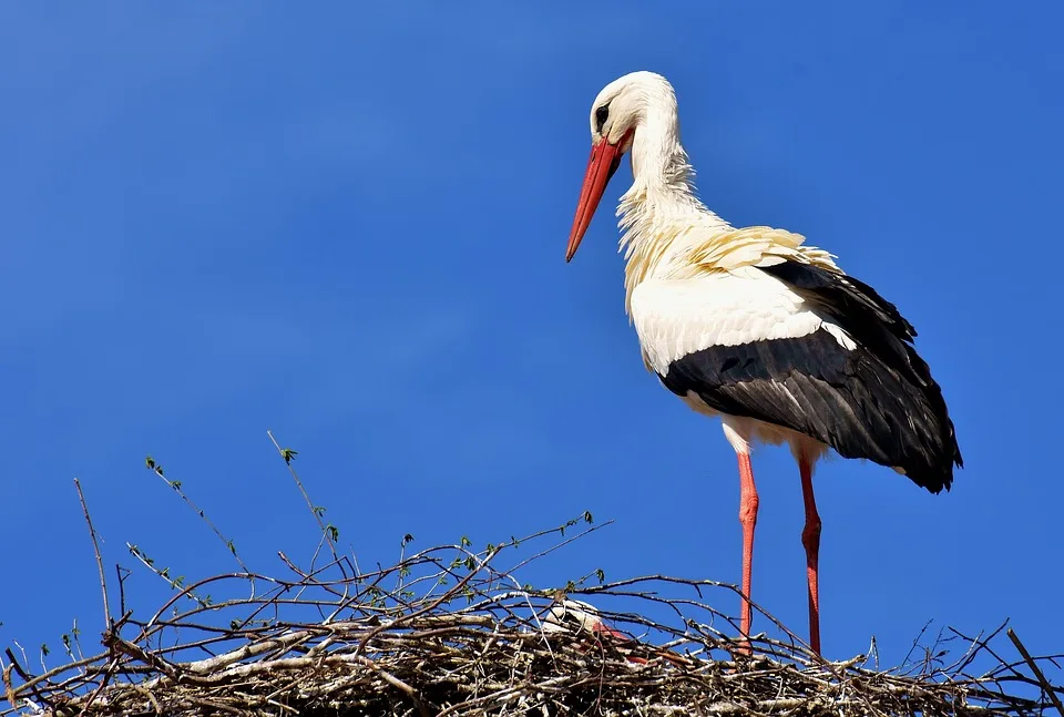 Das Comeback Der Stoerche Freising Erblueht Mit Neuer Vogelpopulation.jpg