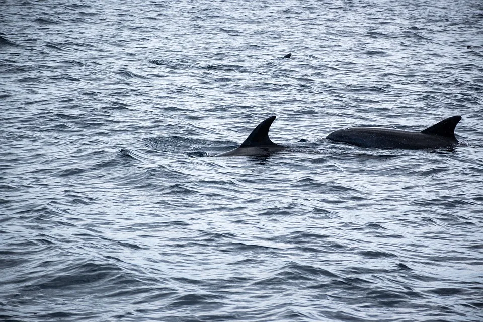 Delfin-Angriffe in Japan: Meeressäuger bedrohen Schwimmer!