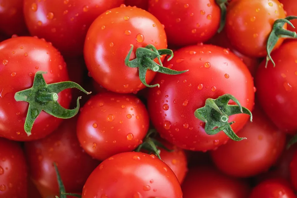 Ein Fest der Tomatenvielfalt: Bronnen feiert Natur und Genuss