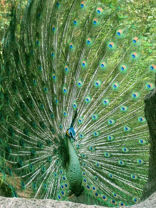 Ein Zuwachs Im Gelsenkirchener Zoo Schimpansen Baby Sorgt Fuer Freude.jpg