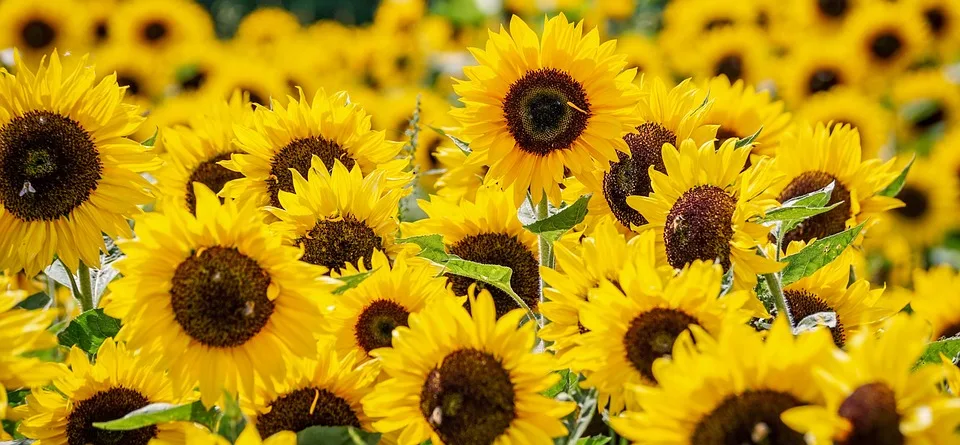 Ein unvergesslicher Sommernachmittag beim Kinderferienprogramm