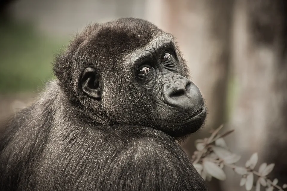 Ein würdevoller Abschied: Der legendäre Gorilla Gorgo aus Rostock