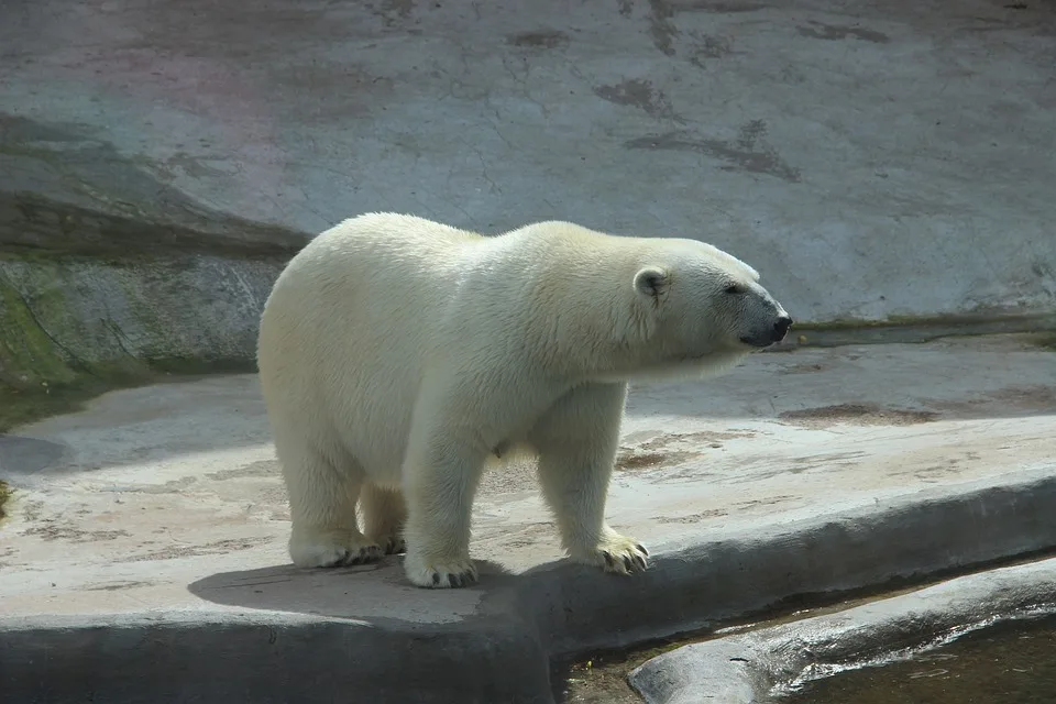 Eisbär in Island: Polizei schießt gefährliches Tier aus Notwehr!