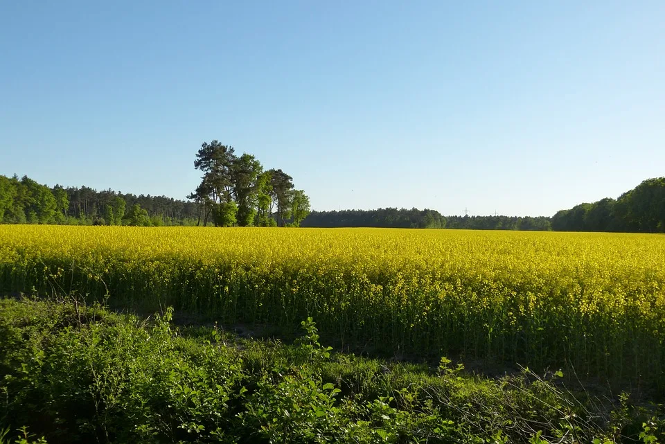 Emsland begeistert: Theikenmeer-Runde ist Top 5 Wanderweg Deutschlands!