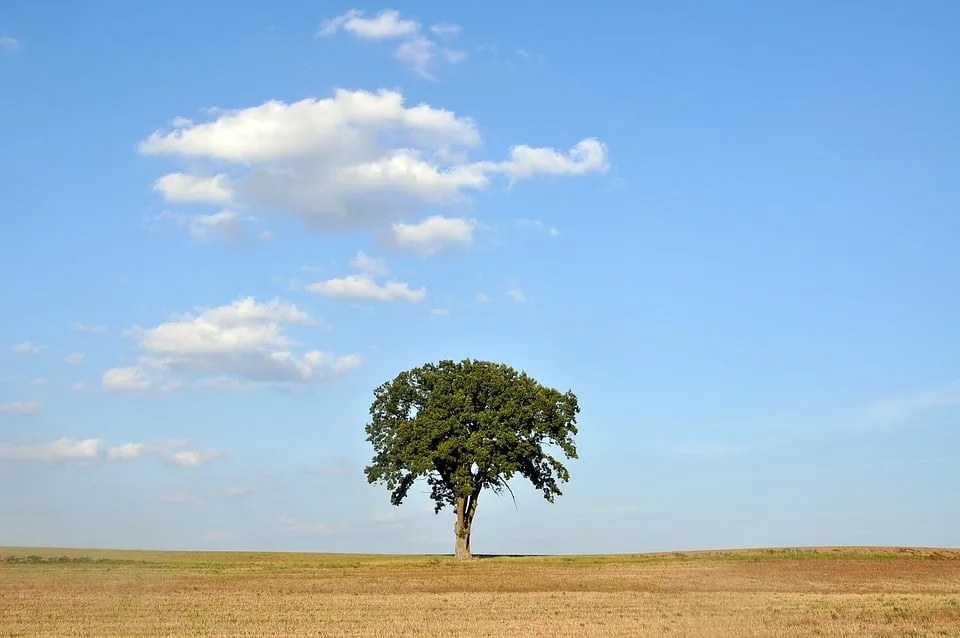 Entdecken Sie den Baumkronenpfad: Naturerlebnis im Unstrut-Hainich!