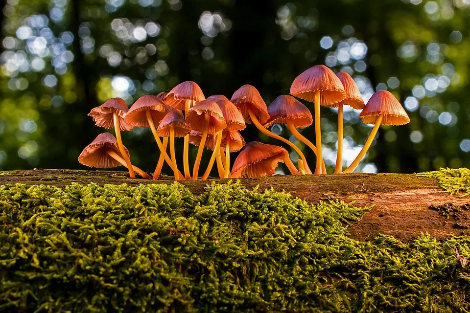 Entdecken Sie die Welt der Pilze: Fotoworkshop im Barnim Panorama!