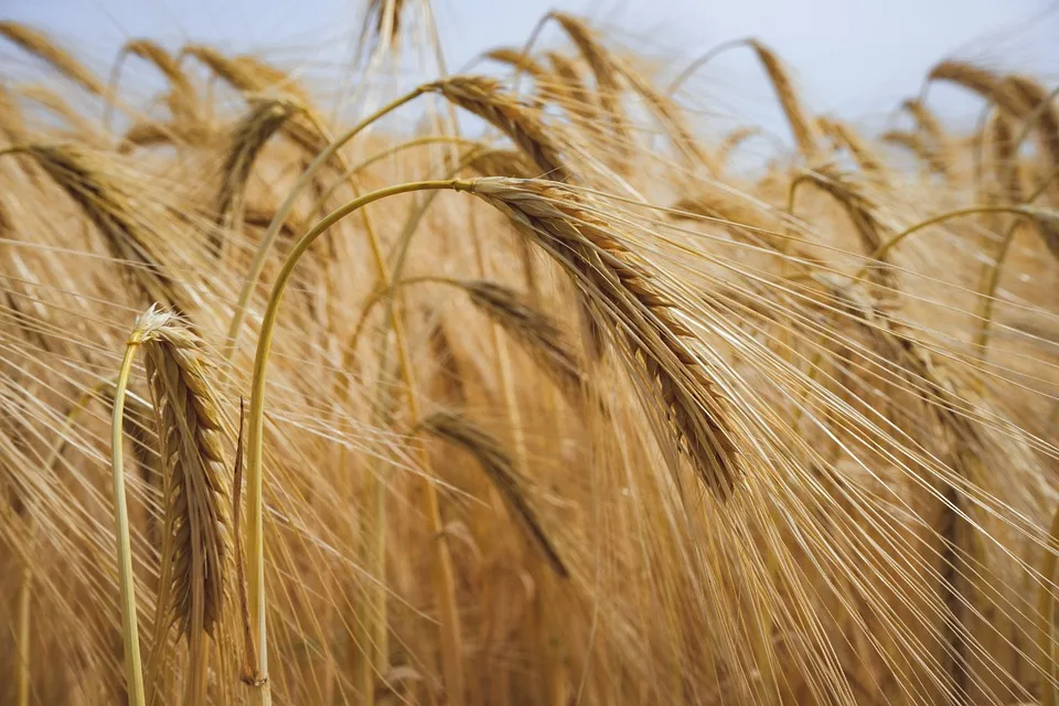 Erntezeit im Rhein-Kreis Neuss: Kürbisse, Gänse und gemütliche Hofläden!