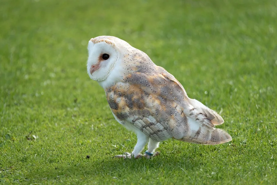 Eulen Ludwigshafen unterliegen trotz starken Neuzugangs Waldvogel!