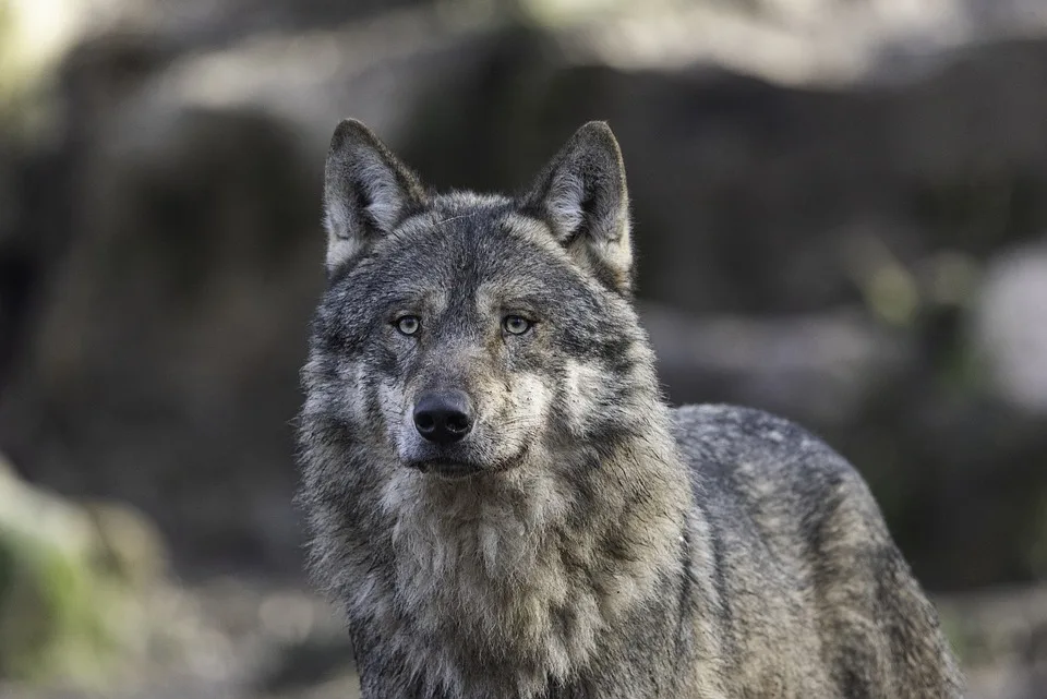 Falsche Wölfin abgeschossen: Bayern im Wolfschaos!