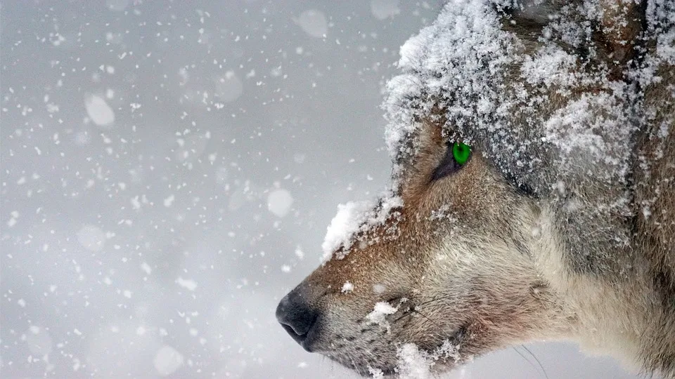 Falsche Wölfin in der Rhön abgeschossen: Ein Skandal um den Wolfsschutz!