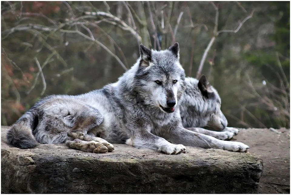 Falscher Wolf in der Rhön abgeschossen – die Jagd auf den Übeltäter geht weiter!