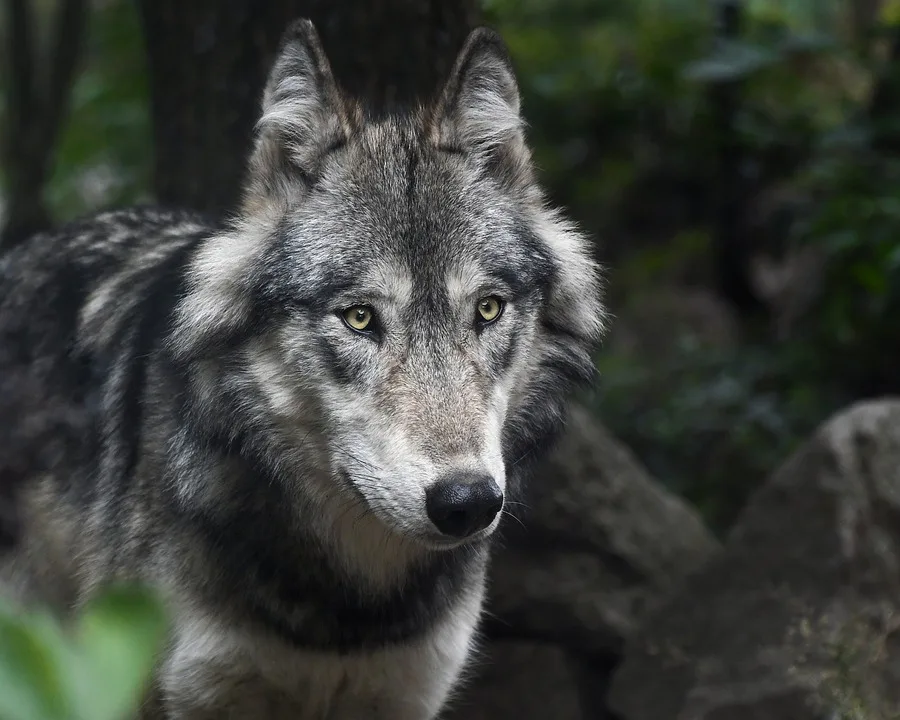 Falscher Wolf in der Rhön erschossen: Wer bleibt auf freiem Fuß?