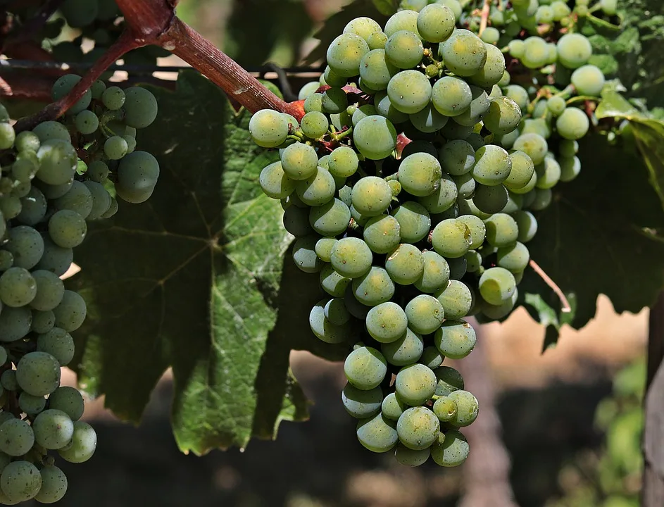 Feierliche Eröffnung des Wine & River-Events in Valwig: Ein Fest für Weinliebhaber!