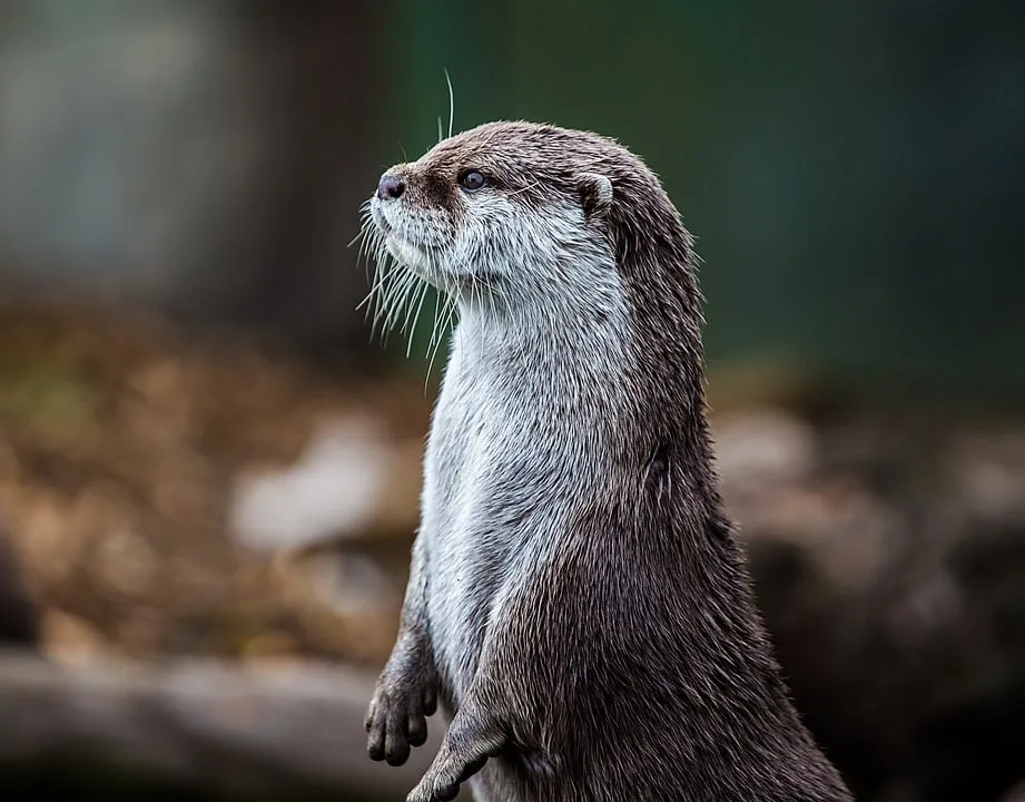 Fischotter bedrohen Bayerns Teichwirte: Existenzangst steigt!