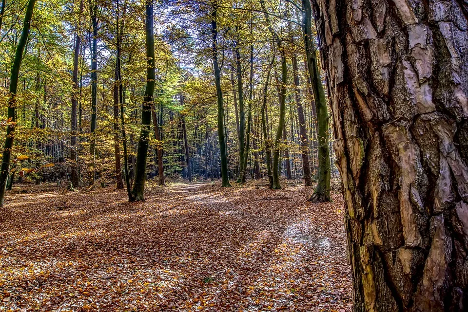 Flüchtiger Unfallverursacher in Bornum am Harz: Polizei bittet um Hinweise