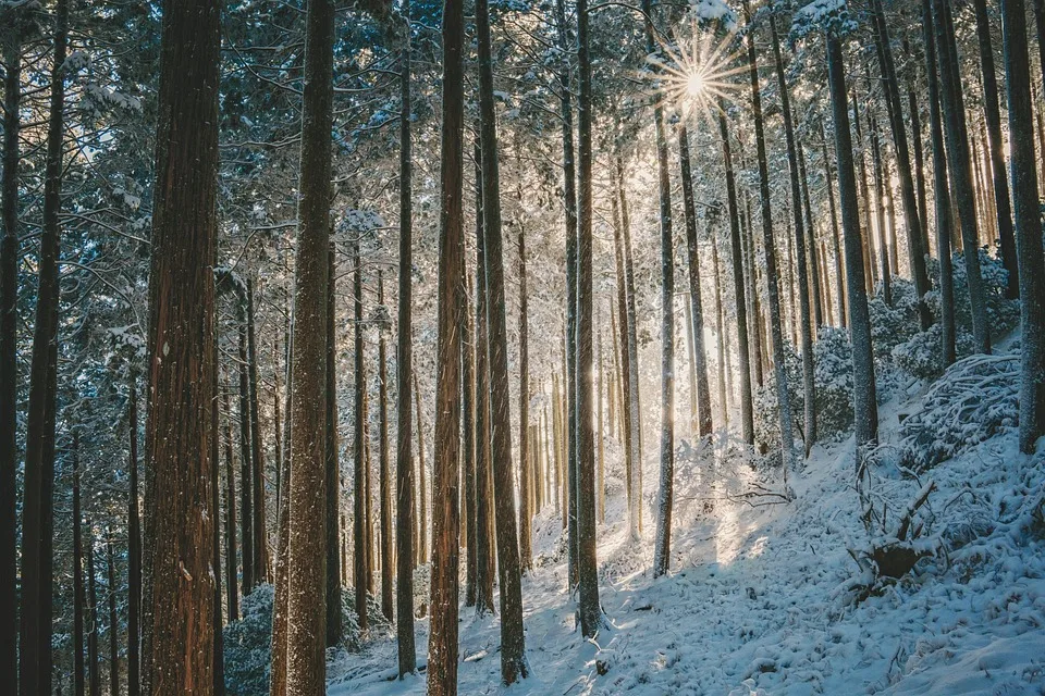 Forschung entdeckt: Homininen hielten möglicherweise Winterschlaf!