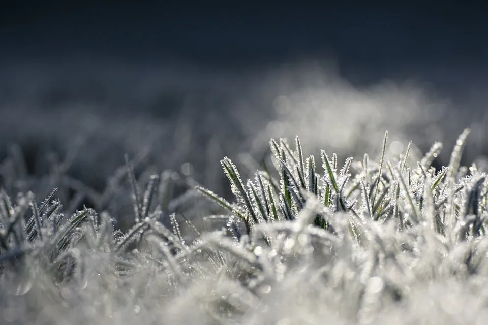 Frost-Katastrophe in Sülzetal: Obstbauern kämpfen ums Überleben!