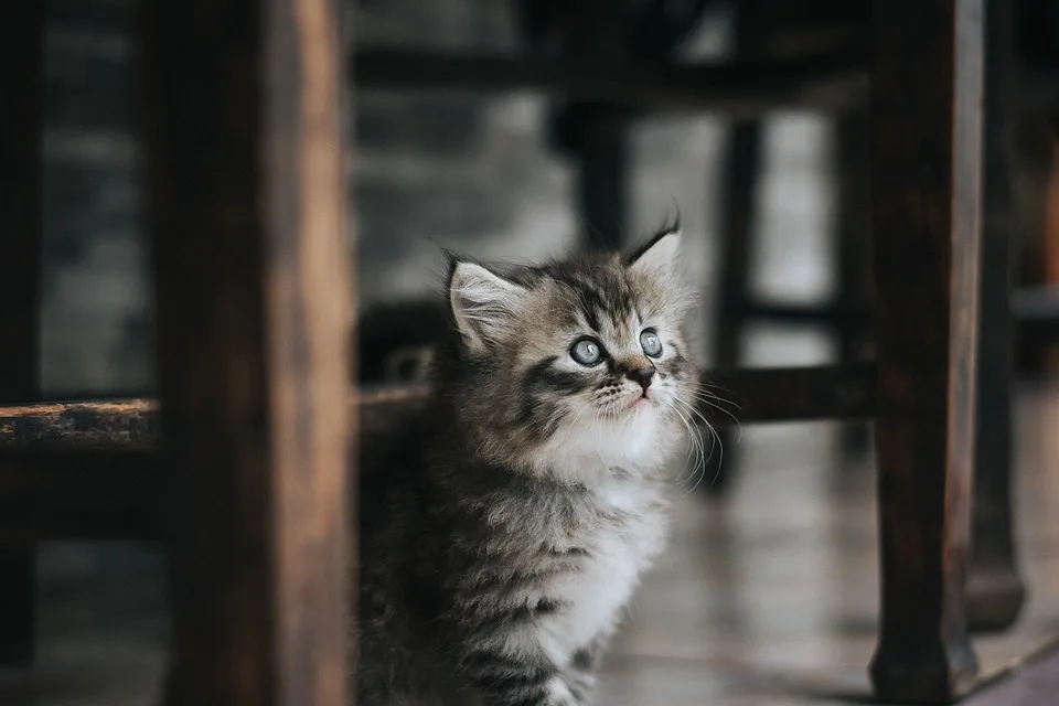 Fünf Katzenbabys aus Müll gerettet: Trauriges Schicksal in Nordhessen!