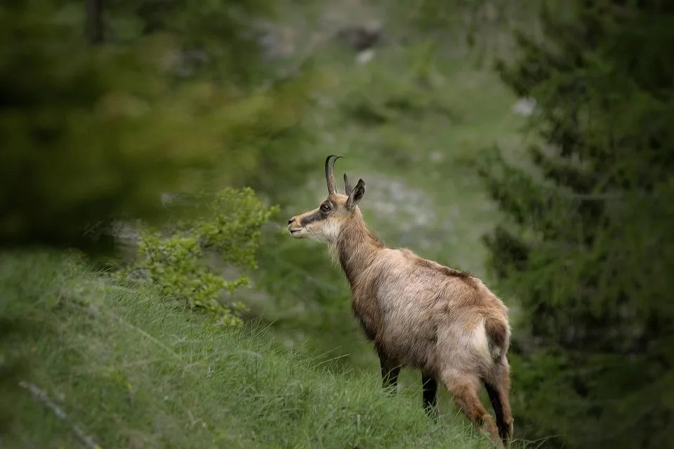 Gämse im Oberland: Forscher entdecken überraschend hohe Bestände!