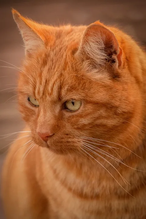 Garfield kehrt zurück: Ein schräges Abenteuer im Filmpalast Zwickau!