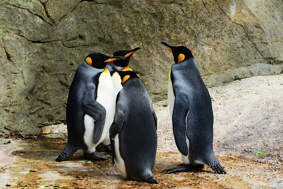 Gelbaugenpinguin erobert Neuseeland: Vogel des Jahres 2023 gewählt!