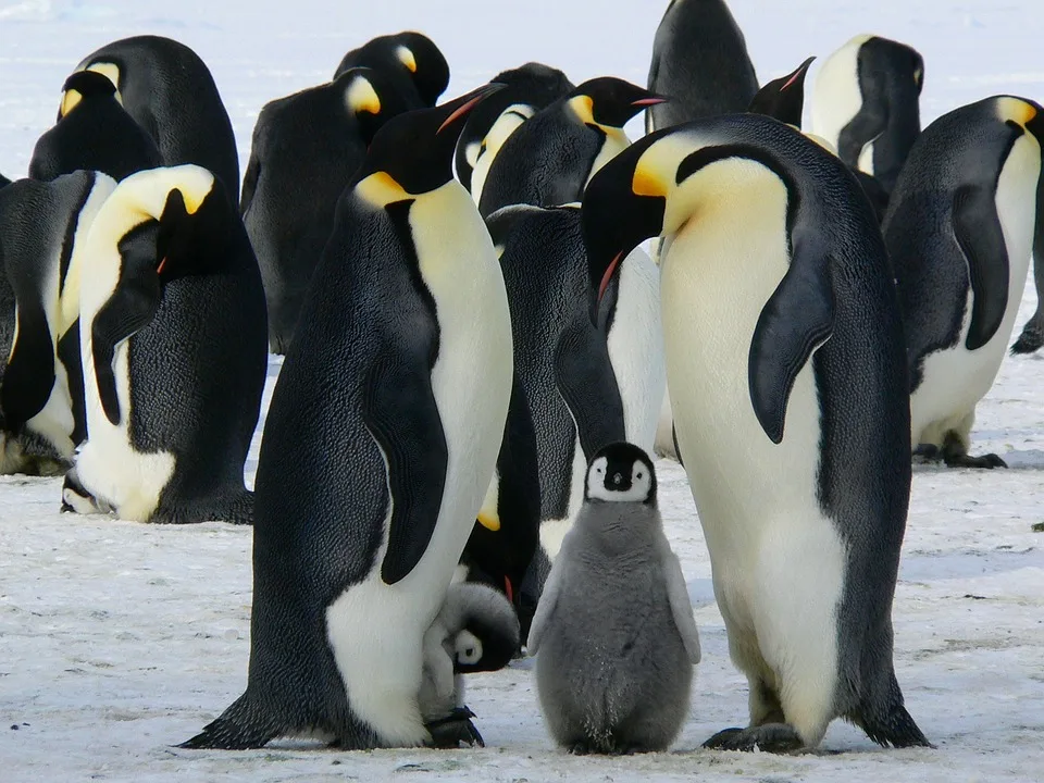 Gelbaugenpinguin zum Vogel des Jahres gewählt: Ein seltener Triumph in NZ!