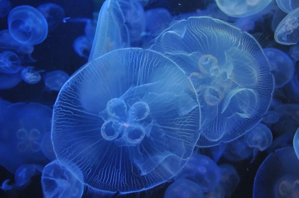 Gemeinsam die Meereswelt entdecken: Aquarienbesuch für Senioren