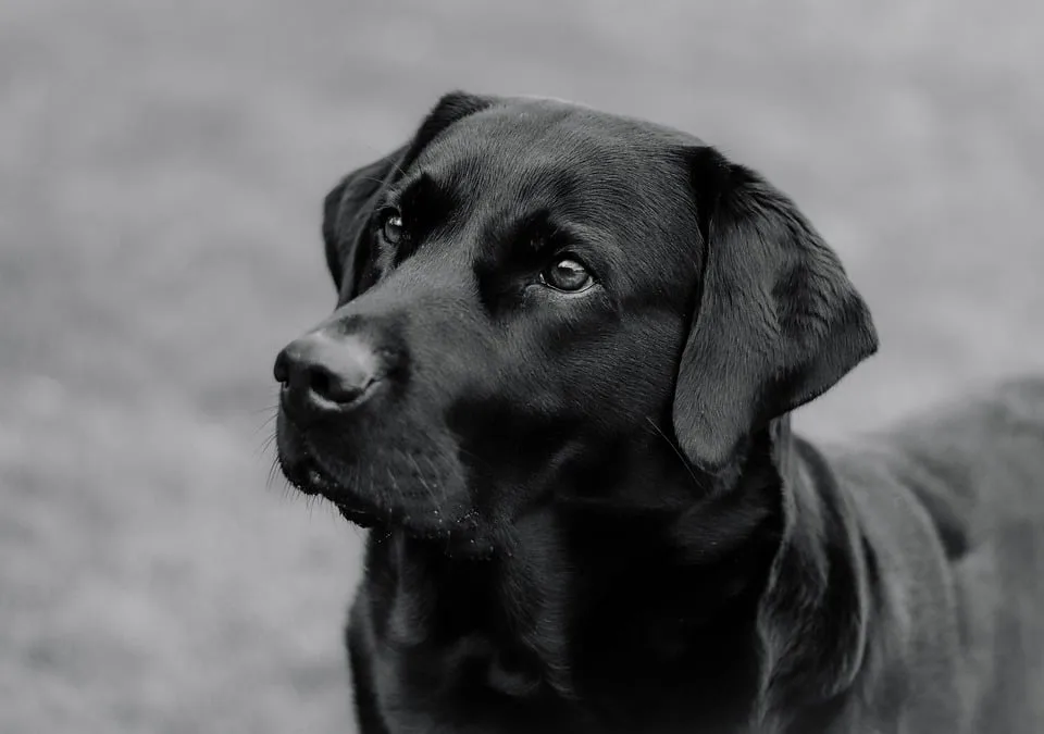 Grausiger Fund in Gronau: Hund entdeckt Leichen am Maisfeld!