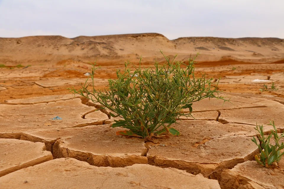 Groß-Gerau droht der Wandel zur Steppe: Klimakrise schreitet voran!