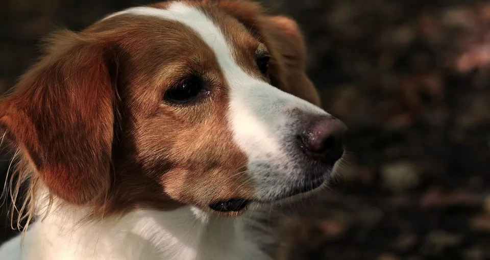 Großes Kooikerhondje-Treffen an der Müritz: Hunde und Spaß für Alle!