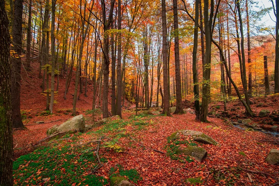 Herbst-Highlights auf der Zollernalb: Feste, Falken und Musik pur!