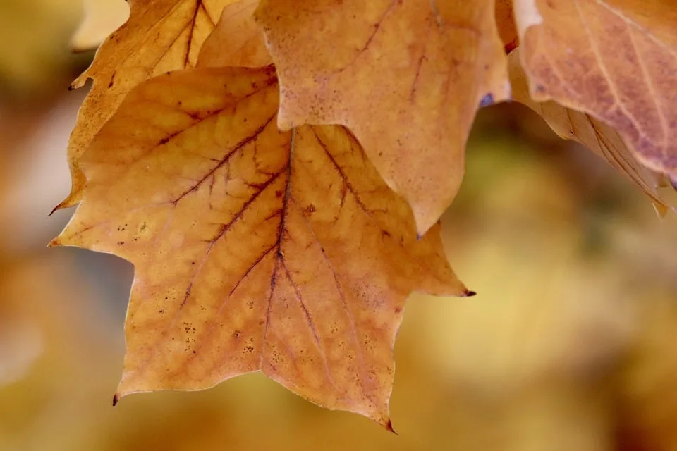 Herbst der Entscheidungen: Ampel-Koalition plant große Weichenstellungen!