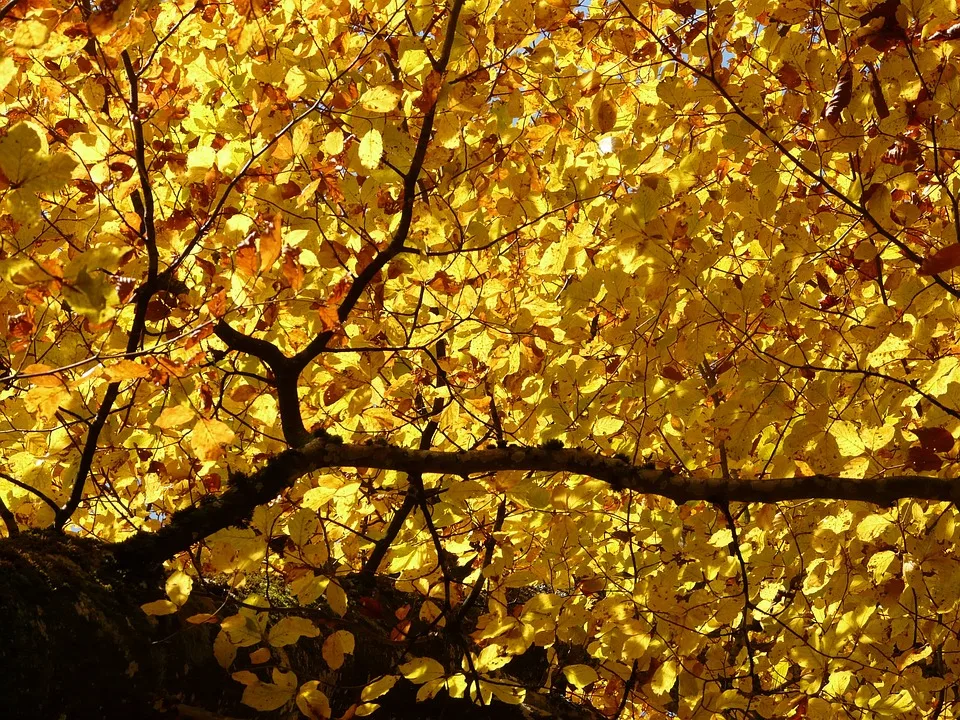 Herbst naht: Experten warnen vor wetterbedingtem Temperatursturz in Berlin