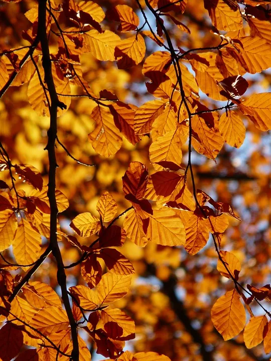 Herbstchaos in Rheinland-Pfalz: Sturm und Regen setzen ein!