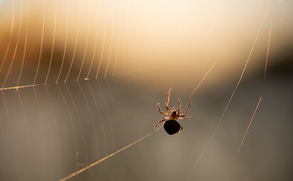 Herbstgefahr: Spinneninvasion im eigenen Zuhause – So wehren Sie sich!