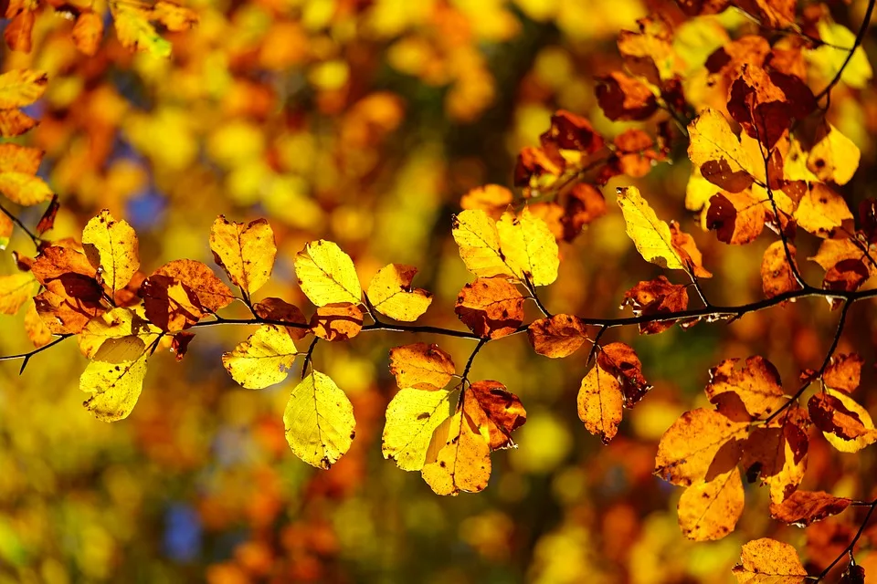 Herbstlaube gefährdet Pechaus Entwässerungsgräben – Jetzt handeln!