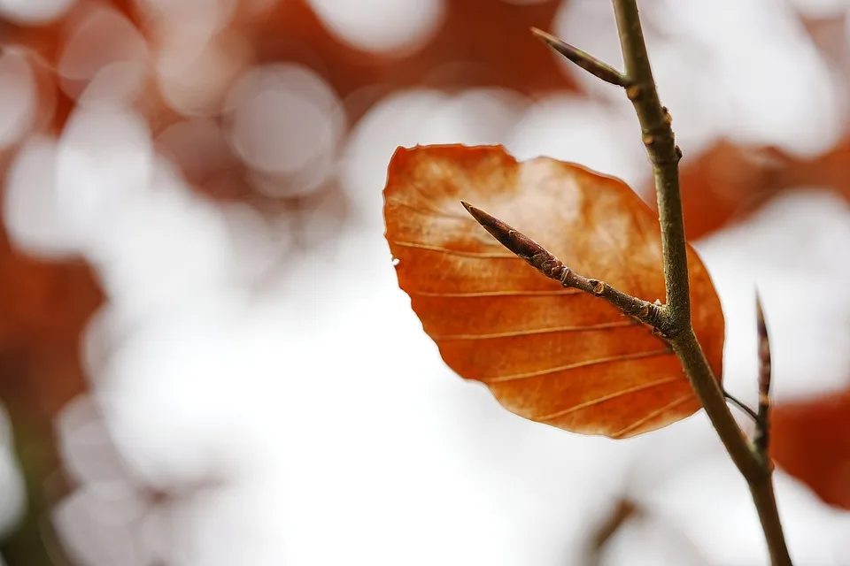 Herbstliche Geheimtipps: Entdeckungen in Hall-Wattens und Umgebung