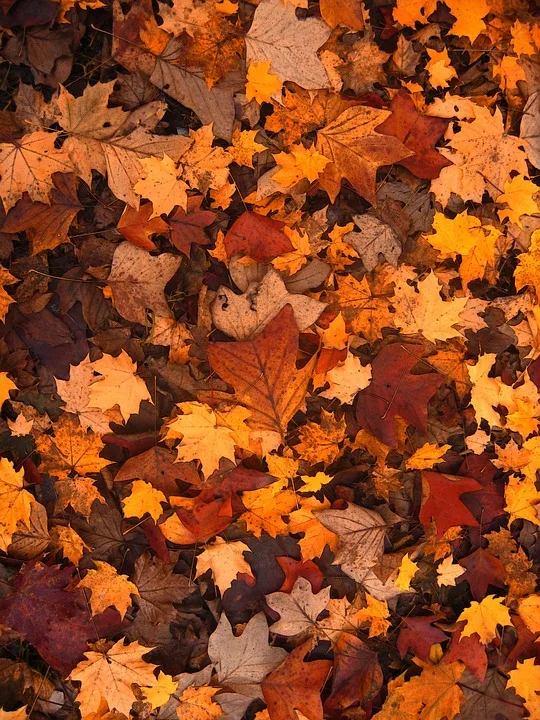 Herbstliche Kühlwelle: Regen und Wolken über Mainz und Rheinhessen!