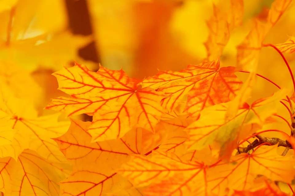 Herbstliche Vorfreude: Wetterprognose bringt Hoffnung für Mainzer Volksfest