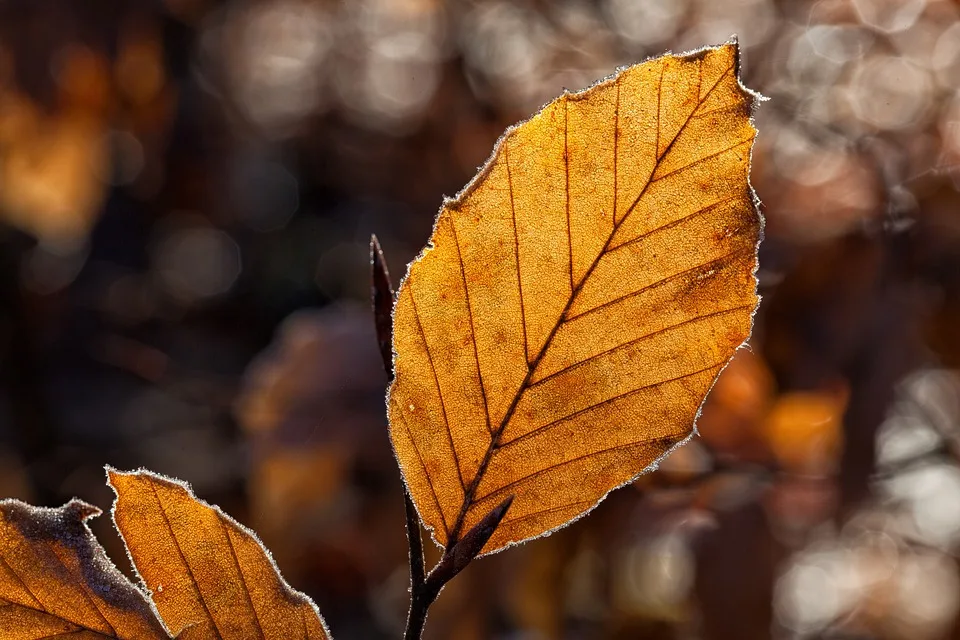 Herbstliche Wende: Baden-Württemberg bereitet sich auf kühleres Wetter vor