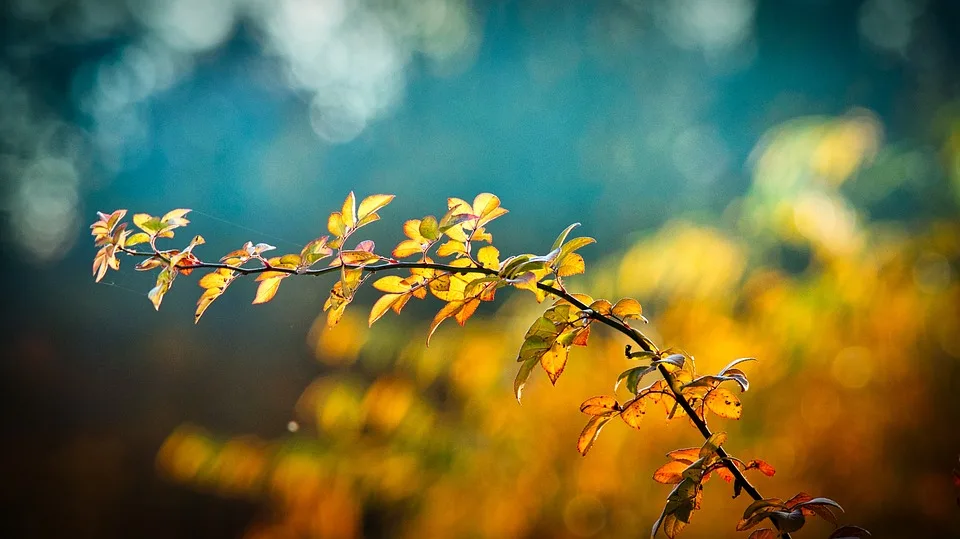 Herbstliches Vergnügen: Cerealienmarkt läutet Genuss und Gartenfreude ein!