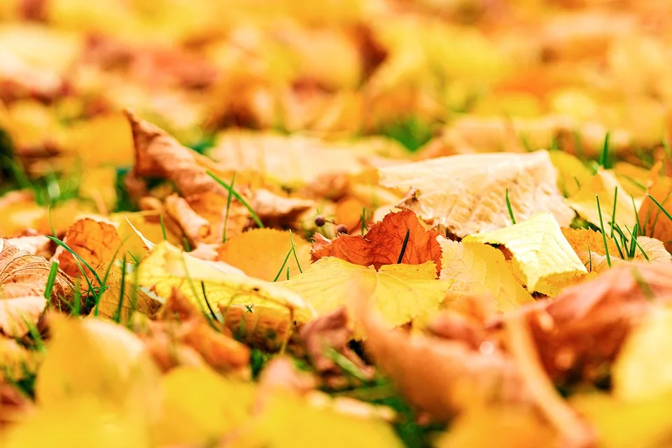 Herbstpartie auf Burg Namedy: Genuss und Kunst vereint in malerischer Kulisse