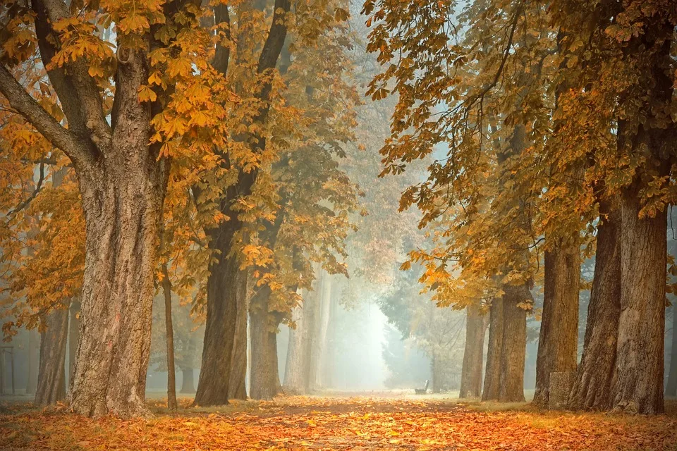 Herbstwetter 2024: Trauben-Aromen auf dem besten Weg zum Spitzenjahr!