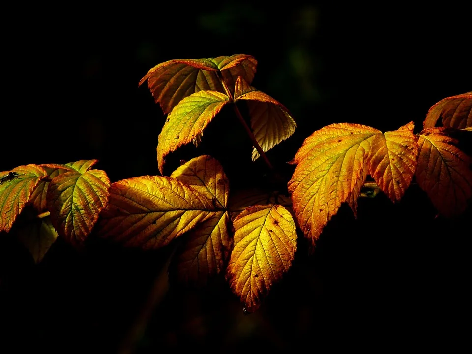 Herbstzauber in Deutschland: Fünf Ausflugstipps für die perfekte Auszeit