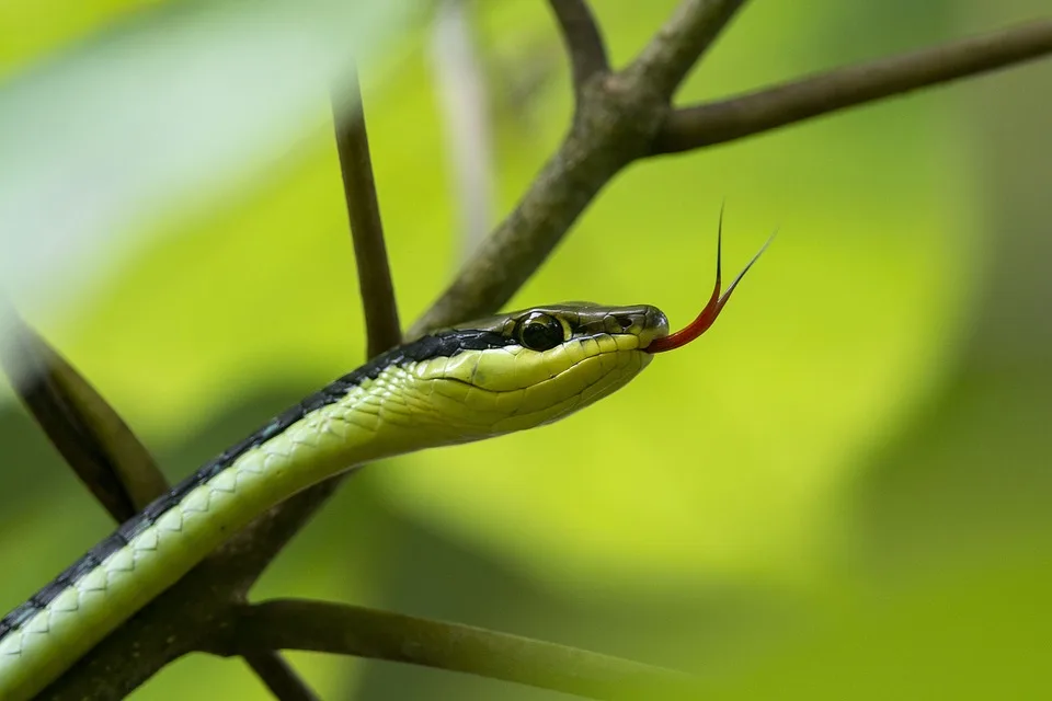 Hochgiftige Boomslang sorgt für Alarm an der Nordsee – Hund starb an Kreuzotterbiss!