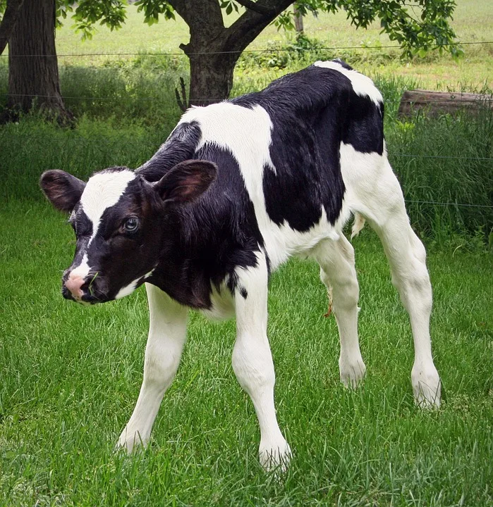 Holstein Kiels Trainer Marcel Rapp erhält Innenraumverbot nach Unsportlichkeit