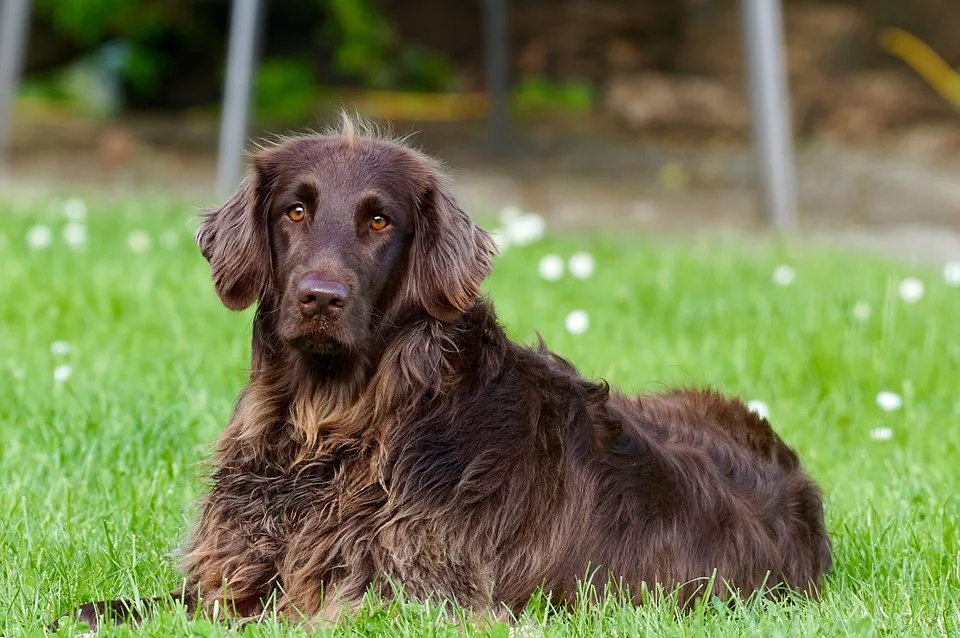 Hund Herr Schmidt sucht dringend ein liebevolles Zuhause in Bonn