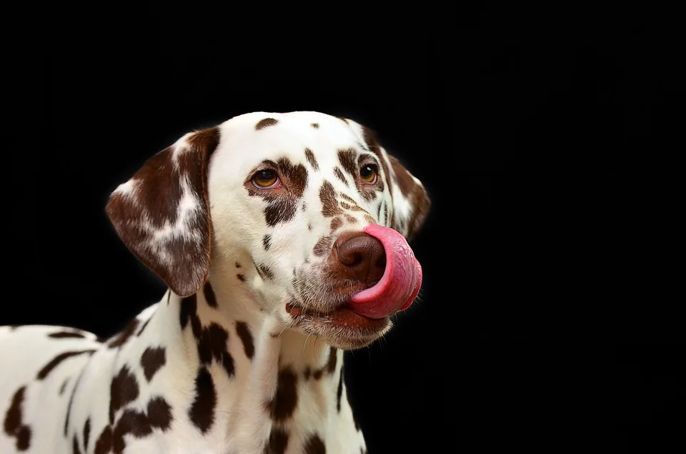 Hund aus brütend heißem Auto gerettet – Polizei warnt vor Hitzegefahr!